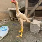 دجاج سندي بيور