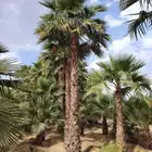 نخل للبيع نخيل ملكي وشنطني زينة نقايل فسايل عربي واشنطي