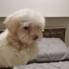 كلبه مالتيز