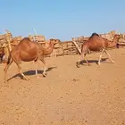ثلاث نياق حمر للبيع