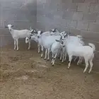جفار بيشية أصيلة