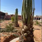نخل خميس مشيط بيشه توريد انخيل المثمر