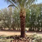 نخل نقايل للبيع