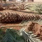 يوجد لدينا جميع انواع النخل العربي والوشنطني