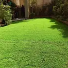 تيل طبيعي واشجار طبيعي