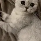 قطه انثى