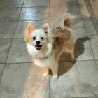 كلب بومرينيان راح الله يبارك للي شراه