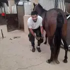 بيطار مصري علي مستوي مرا