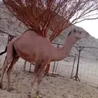 جمل احمر للبيع