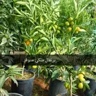 برتقال ملكي متوفر