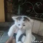 قط للتبني صغير عمر شهر شيرازي