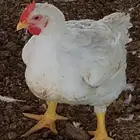 متوفر دجاج بياضي بطاريات حي