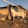 فحل هولندي