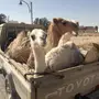 حشو بري لباني ومفرود لايفوتكك(ملحمه الجود)