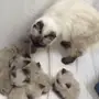 قطط جميله واليفه ومدربه