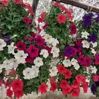 مشاتل الرياض