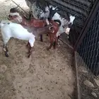 2تيوس و2عناق الموقع العيدابي
