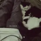 قطة للتبني