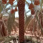 نخل عربي جميع انواع المقاسات