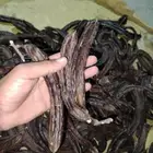 خروب مجفف في الشجرة طبيعي 100 طن
