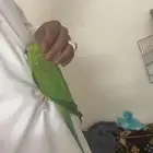 الدره لونه الجذاب أنثى سنه 4زشهور للبيع كم السوم لايفوتكم