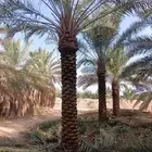 لبيع.النخيل.وتركيب.الشبوك