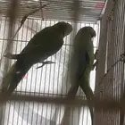 دره جوز للبيع