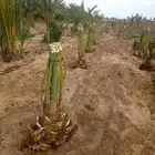 قلاع الفصائل وزراعتها وتركيب بيوت محميه وشبوك مزارع