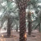 نخل عربي مثمر ونخل واشنطن أمريكي