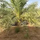 لبيع وشراء جميع انواع. النخيل فروخ وجثايث عربي وواشنطني
