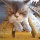 قطه ضايعه تحتاج لتبني عاجلا