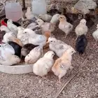 صوص دجاج بلدي بالحرازات