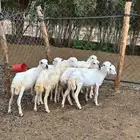 للبيع 7رخيل بلدي تربيه
