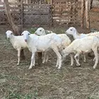 للبيع 10رخيل بلدي فواخر