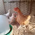 دجاجة بلدية محضنة بعيالها بالحرازات