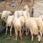 رخيل بلدي