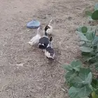 بط بلدي