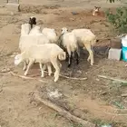 رخيل بلدي