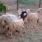 خمس رخيل وفرير