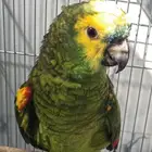 طير امازوني