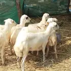رخيل بلدي