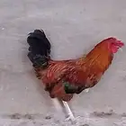 ديك بلدي احمر بالحرازات