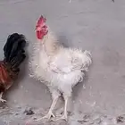 ديك مفتل جميل بالحرازات