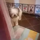 كلب ياباني