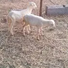 رخيل تربيه بلدي