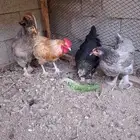 دجاج براهما جميل للبيع بالحرازات