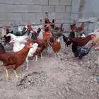 ديوك بلدي للبيع بالحرازات