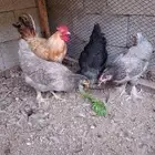 طقم دجاج براهما جميل بالحرازات