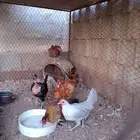 دجاج بلدي بياض بالحرازات