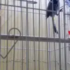 للبيع عصفور بلبول شرط تغريد